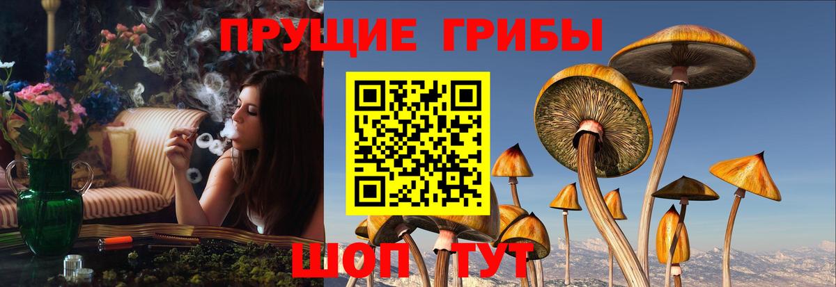 Псилоцибиновые грибы Cubensis Фрязино